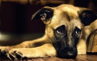 В Україні в людей забирають собак за борги – і це не жарт
