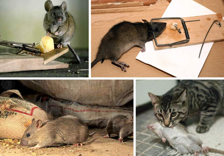 Як вивести мишей та щурів?