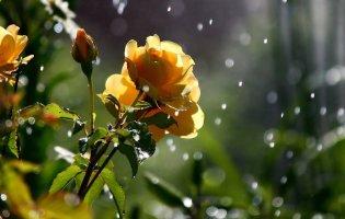 5 червня: чому сьогодні дощ – це добре