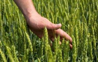 Як фермерам Волині зберегти урожай в умовах аномальної погоди та рясних опадів