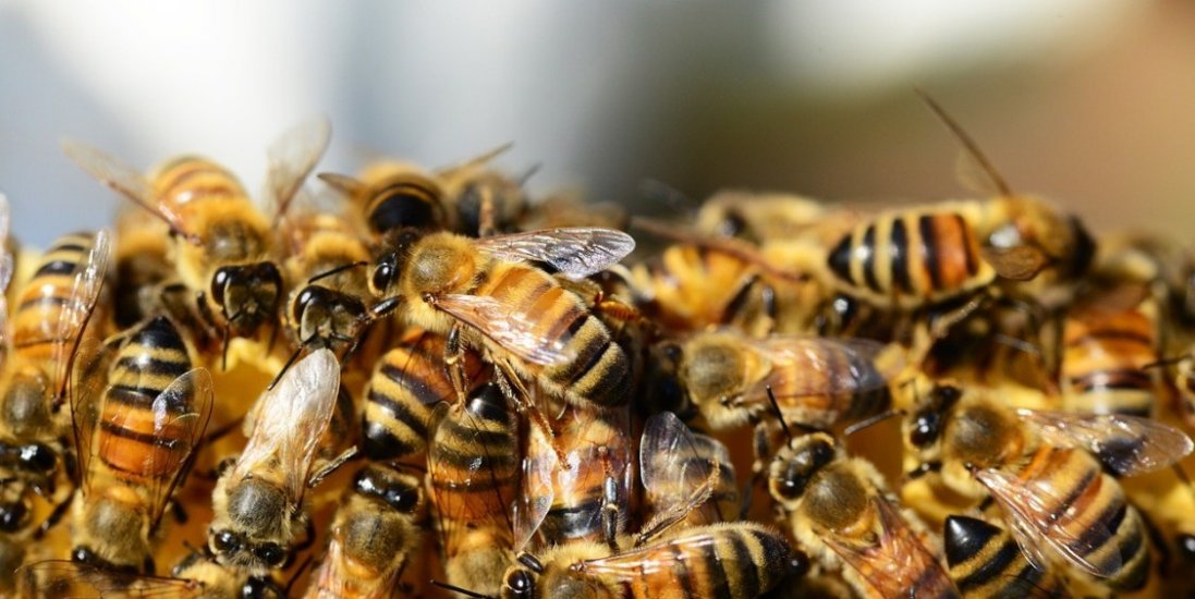 У Дніпрі тисячі бджіл захопили квартиру в одній з багатоповерхівок