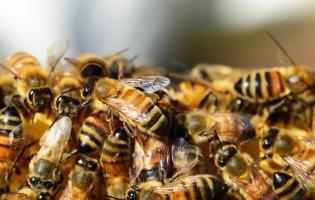 У Дніпрі тисячі бджіл захопили квартиру в одній з багатоповерхівок