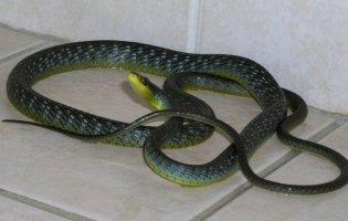 Змії заповзають навіть у міські будинки: як рятуватися?!
