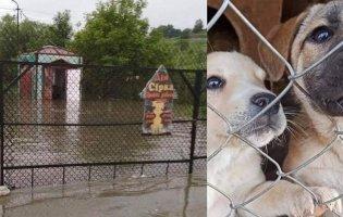 На Прикарпатті затопило собачий притулок: вцілілі шукають порятунку