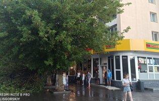 У центрі Луцька на авто впала частина дерева