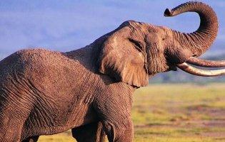 В Африці загадково загинули 350 слонів: підозрюють коронавірус