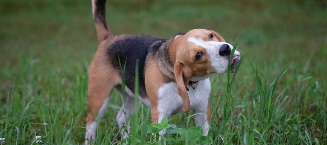 Чому собака їсть траву?