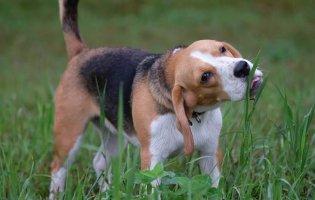 Чому собака їсть траву?