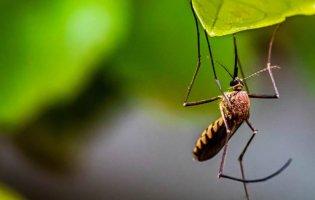 Як захиститись від комарів літом?