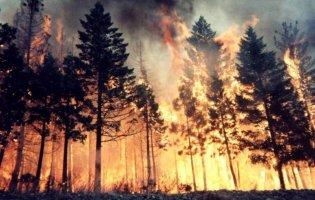 На Луганщині — масштабна лісова пожежа