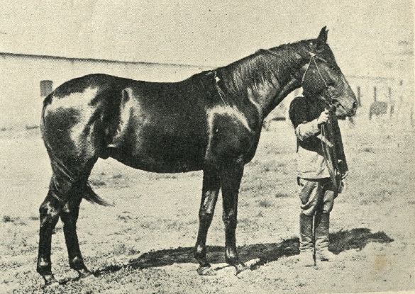 Вистава коней в Луцьку, 1933. Кінь графів Ледуховських із Бужан