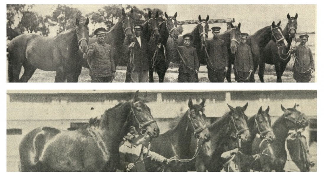 Виставки коней в Луцьку 90 років тому