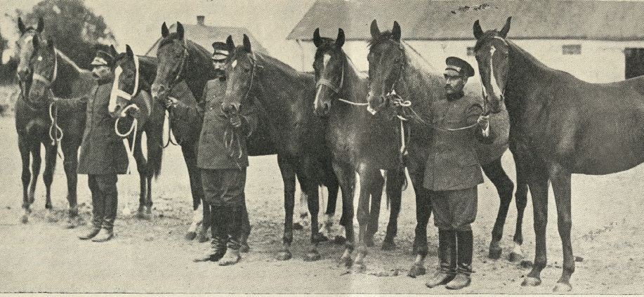 Вистава коней в Луцьку, 1933 р. Коні графа С. Чацького із Порицька