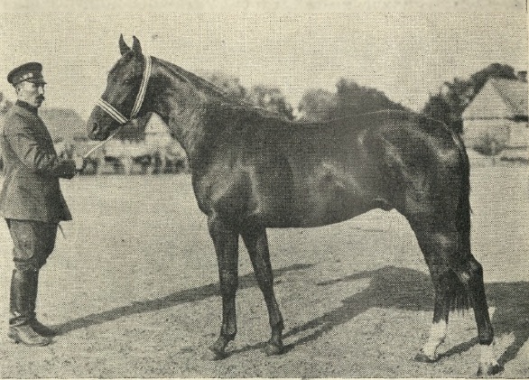 Вистава коней в Луцьку, 1933 р. Кінь графа С. Чацького із Порицька