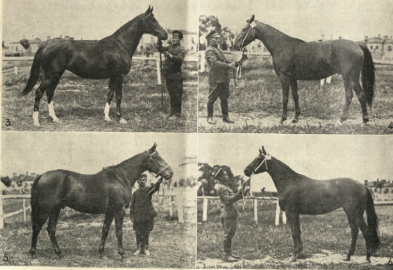 Показ коней в Луцьку, 1933 р.