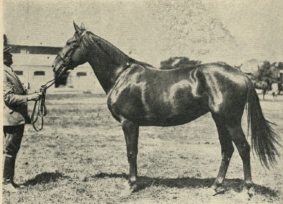 Вистава коней в Луцьку, 1933. Кінь графа Августа Ледуховського із Острожця