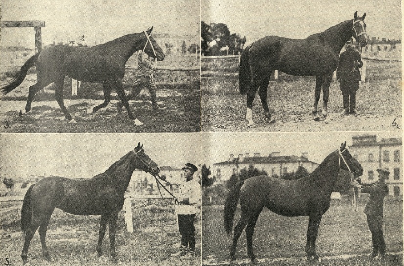Показ коней в Луцьку, 1935 р.