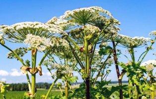 На Волині фермери самотужки знищують отруйну рослину