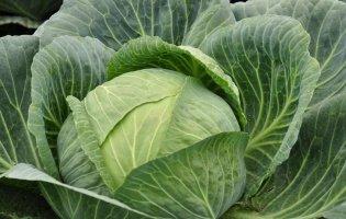 На Волині жінка, зрізаючи капусту, зарізала себе