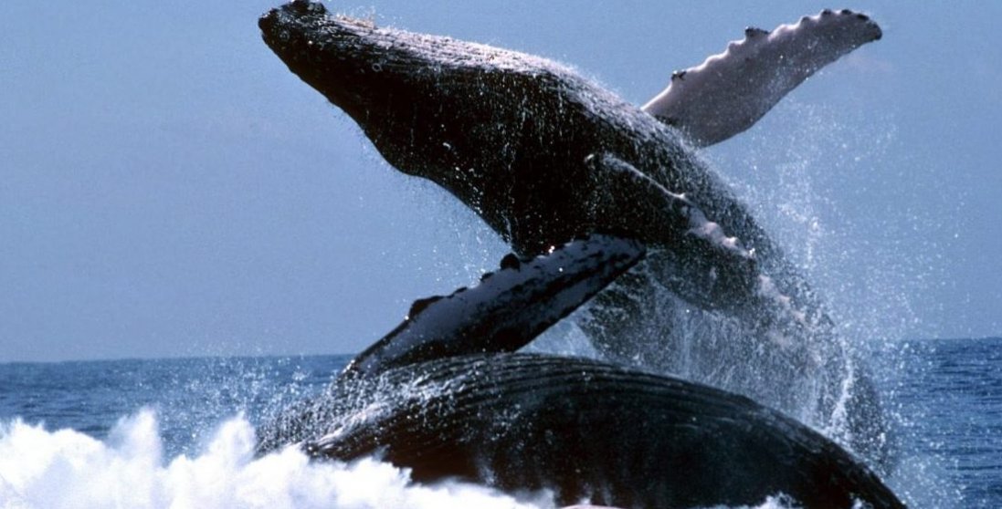 Море почервоніло від крові через масове вбивство китів