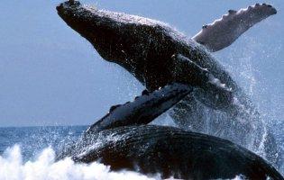Море почервоніло від крові через масове вбивство китів