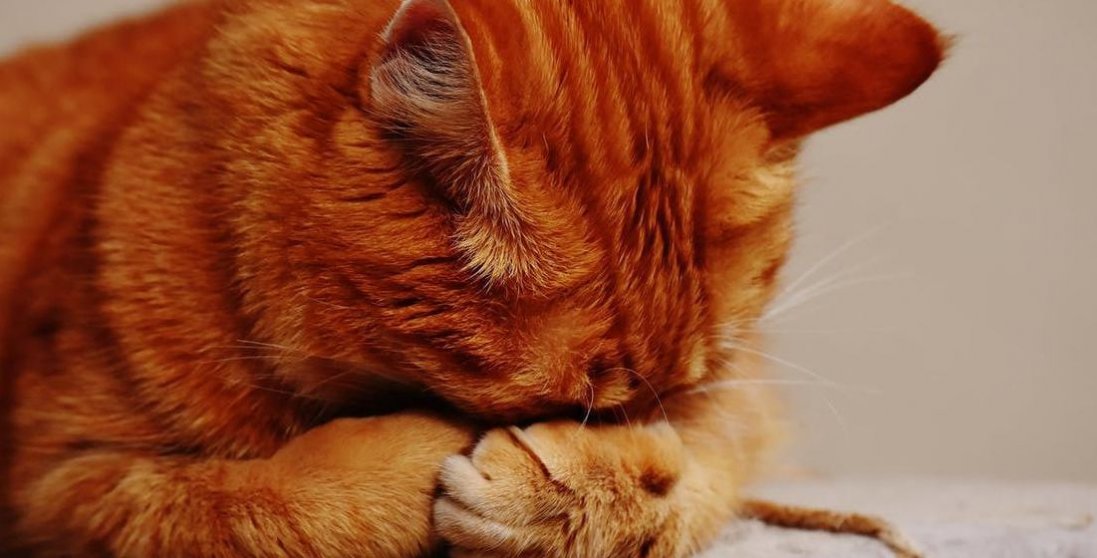 Вперше у Британії домашній кіт заразився COVID-19 від своїх господарів