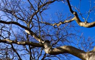 На Володимирщині  дерево вбило чоловіка