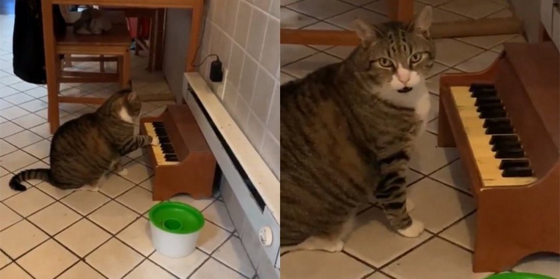 Американка посадила кота на дієту, а той почав грати на міні-піаніно
