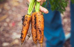 Секрети висівання моркви в серпні