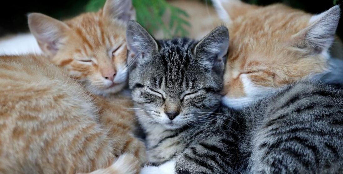 У Києві поліція морить голодом котів мертвої жінки