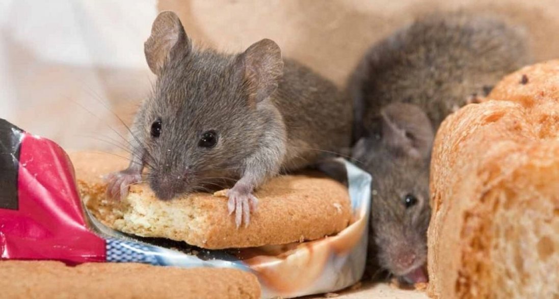 У Києві пацюк їв хліб з полиці в супермаркеті