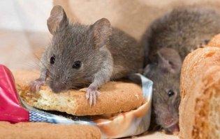 У Києві пацюк їв хліб з полиці в супермаркеті