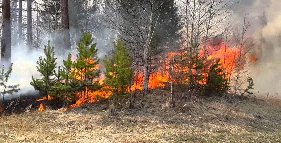 На Луганщині спалахнула масштабна пожежа