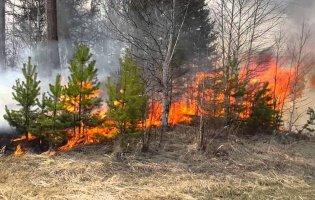 На Луганщині спалахнула масштабна пожежа
