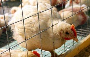 Курячі блохи: що допоможе у боротьбі з паразитами