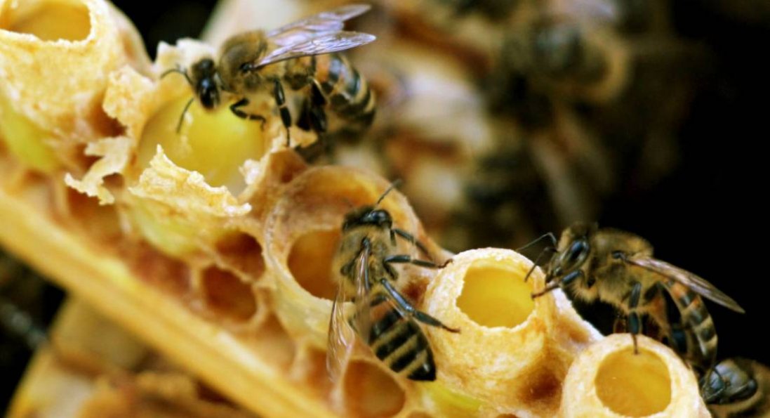Які хвороби допомагає подолати бджолине молочко