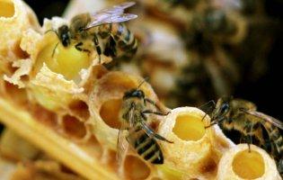 Які хвороби допомагає подолати бджолине молочко