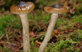 Що лікує настоянка з гриба-мокриці