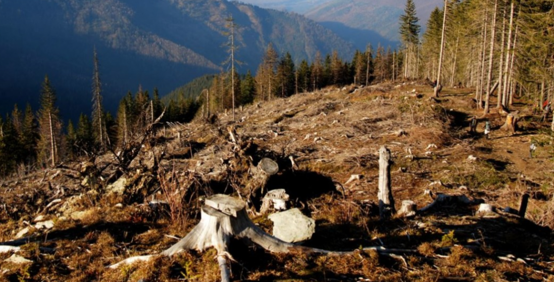 На Волині невідомі зрубали дерев на 6 мільйонів гривень