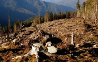 На Волині невідомі зрубали дерев на 6 мільйонів гривень