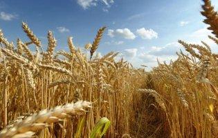 В Україні впаде врожай пшениці