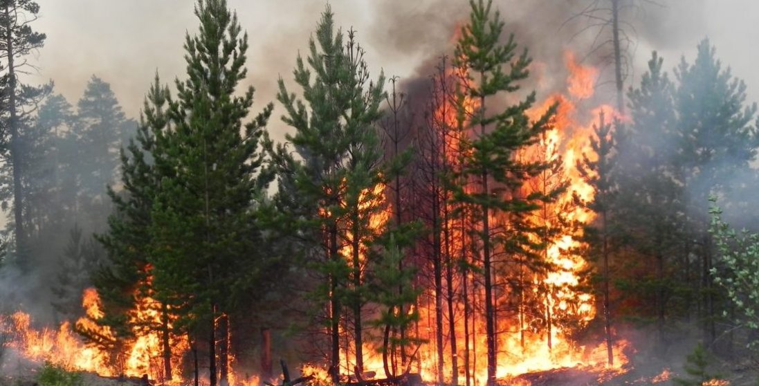 Поліція не виключає підпалу лісів на Луганщині