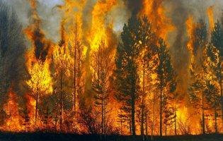 Пожежі на Луганщині: зросла кількість жертв