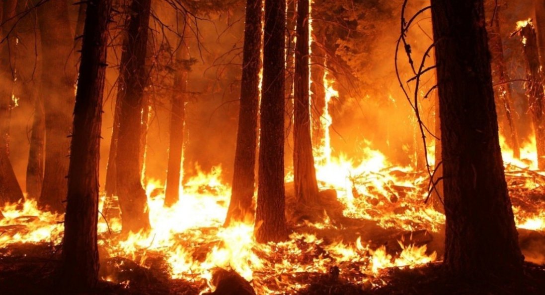 На Луганщині згоріло понад 20 тисяч га