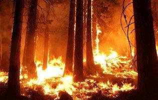 На Луганщині згоріло понад 20 тисяч га