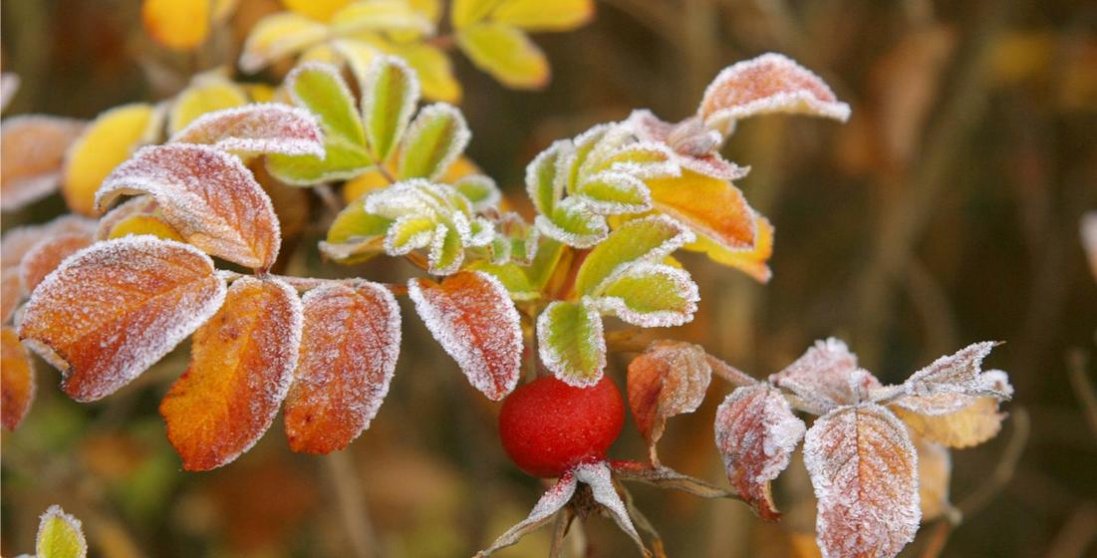 В Україну йдуть заморозки: синоптики попереджають про похолодання