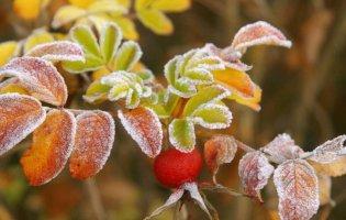 В Україну йдуть заморозки: синоптики попереджають про похолодання