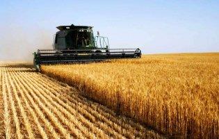 В Україні зібрали 80% врожаю зернових