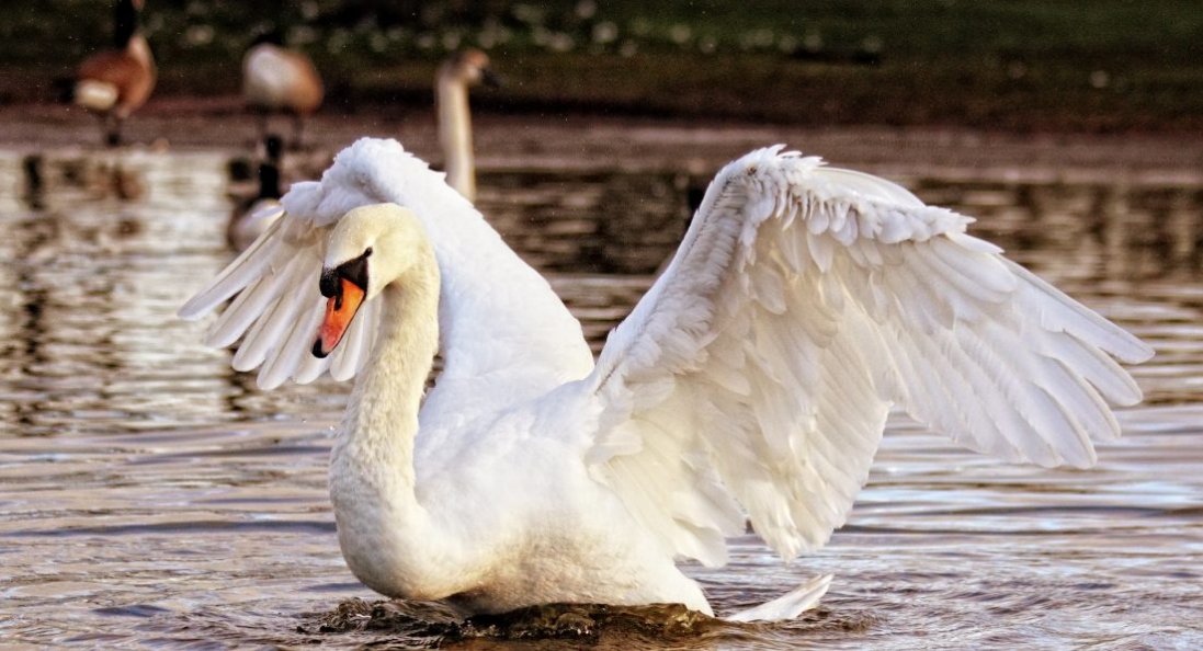 На біоставках «Луцькводоканалу» вперше за 47 років оселилися лебеді
