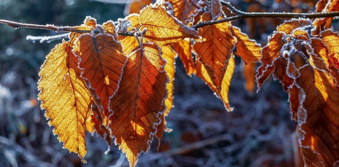 15 листопада : чому сьогодні варто просити пробачення